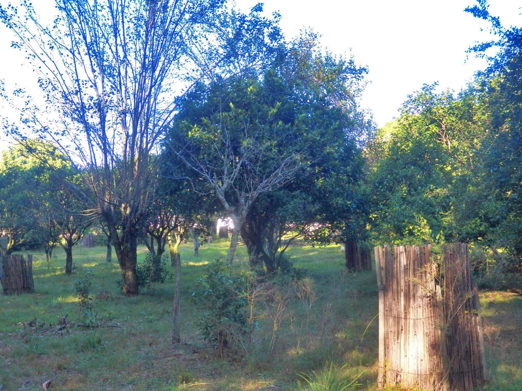 ÁREA DE TERRAS ART1025084