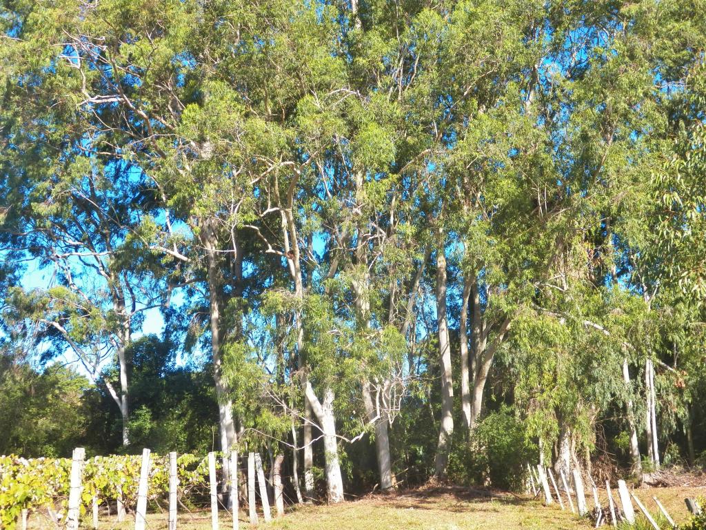 ÁREA DE TERRAS ART1025084