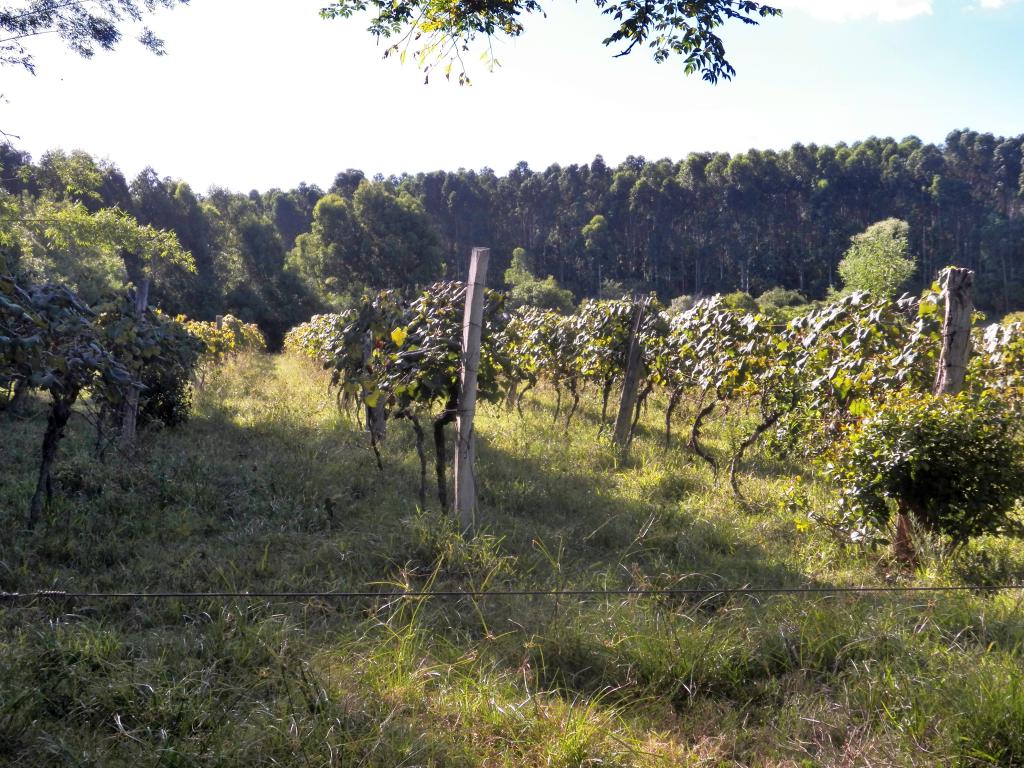 ÁREA DE TERRAS ART1025084