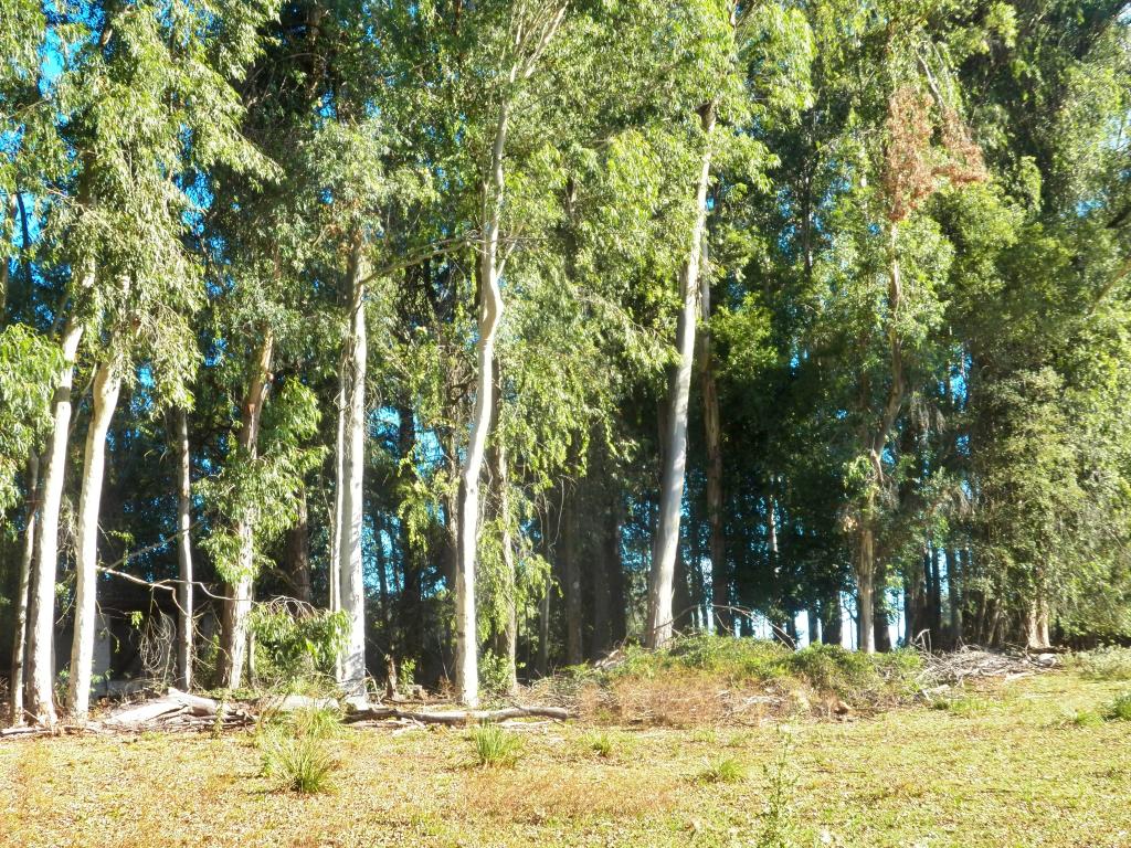 ÁREA DE TERRAS ART1025084