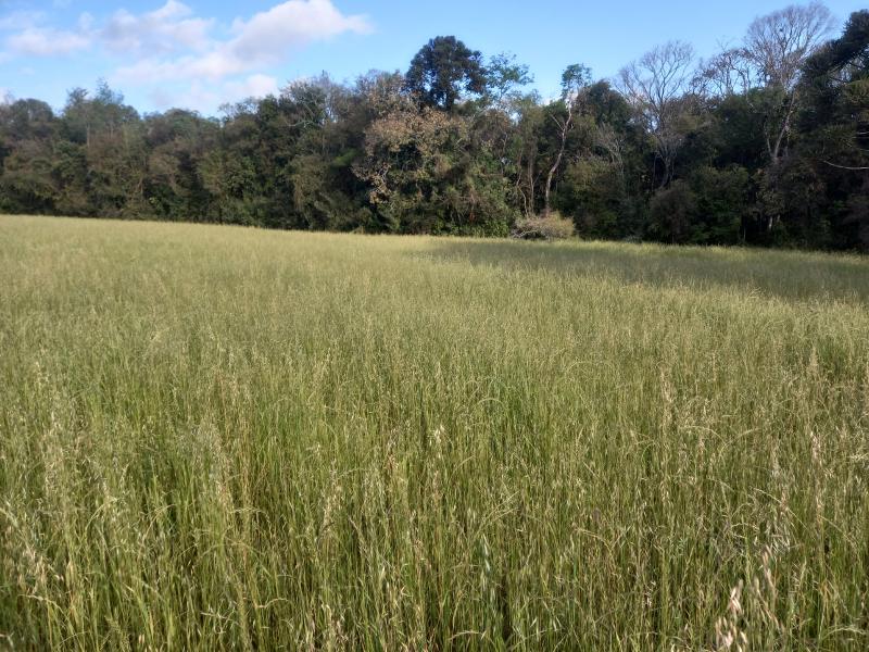 ÁREA DE TERRAS em Interior, Soledade - RS ÁREA DE TERRAS em Interior, Soledade - RS