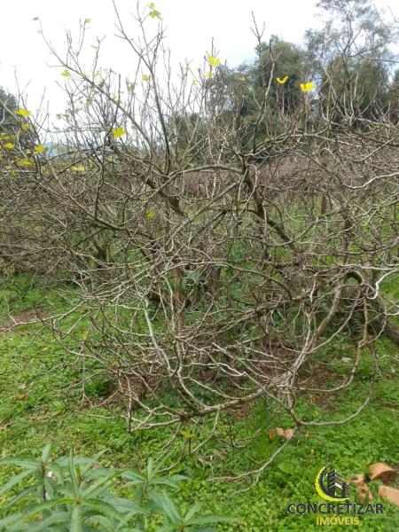 ÁREA DE TERRAS ART1245177