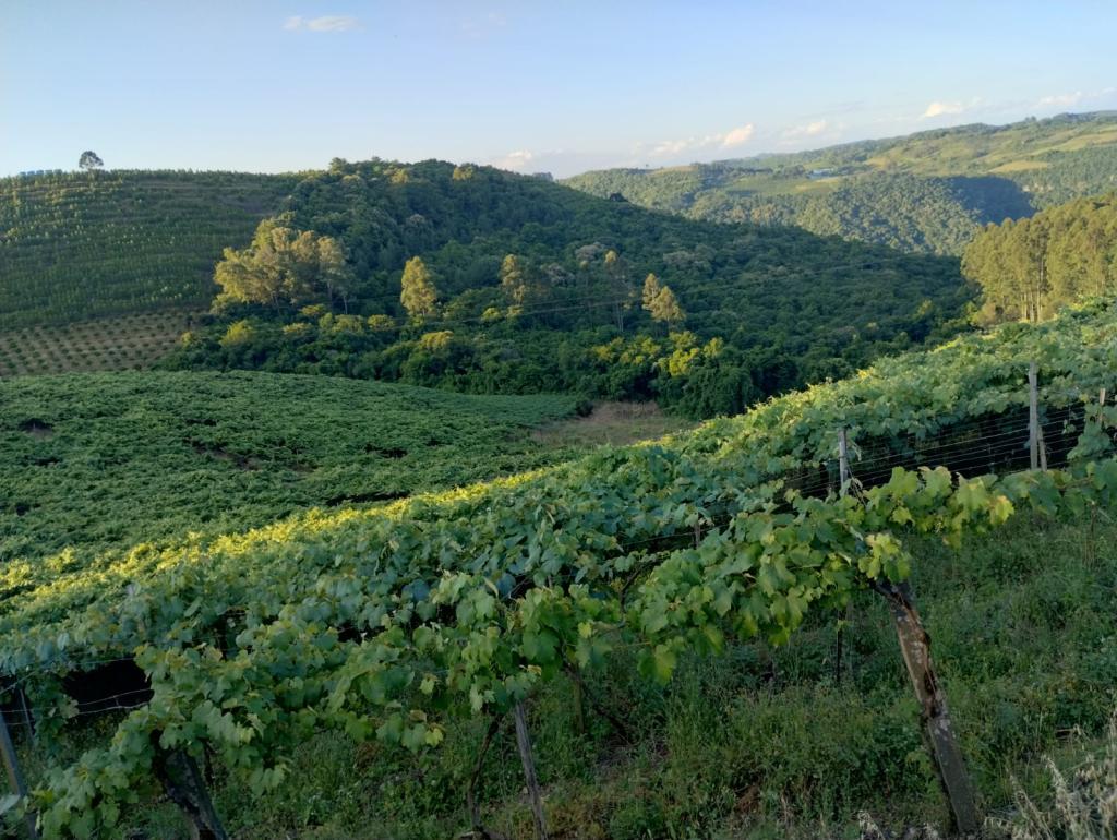 ÁREA DE TERRAS ART1328953