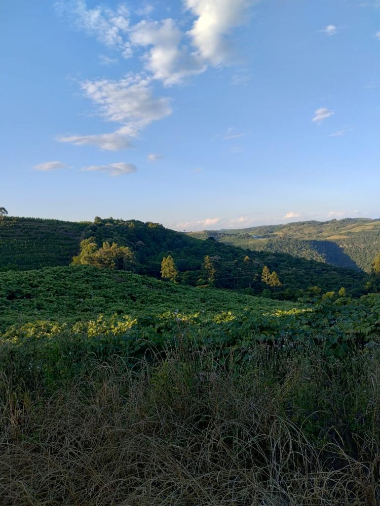 ÁREA DE TERRAS ART1328953