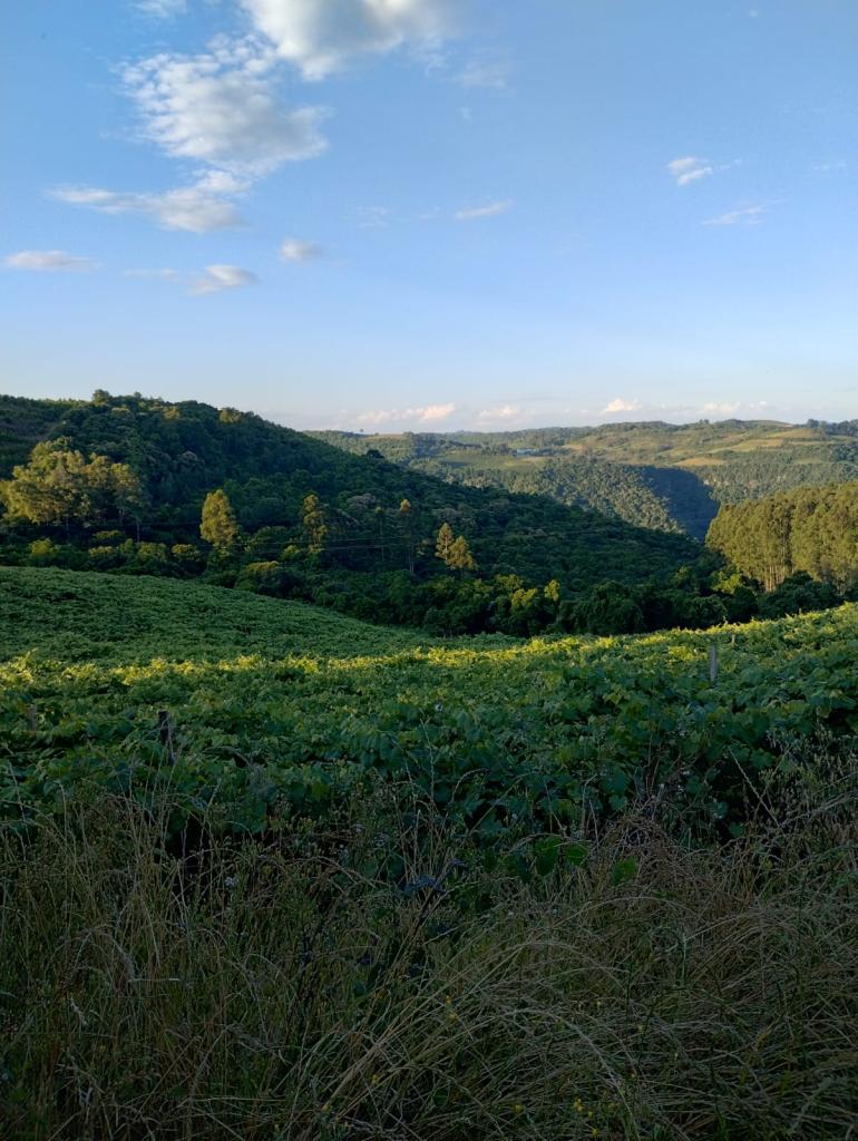 ÁREA DE TERRAS ART1328953