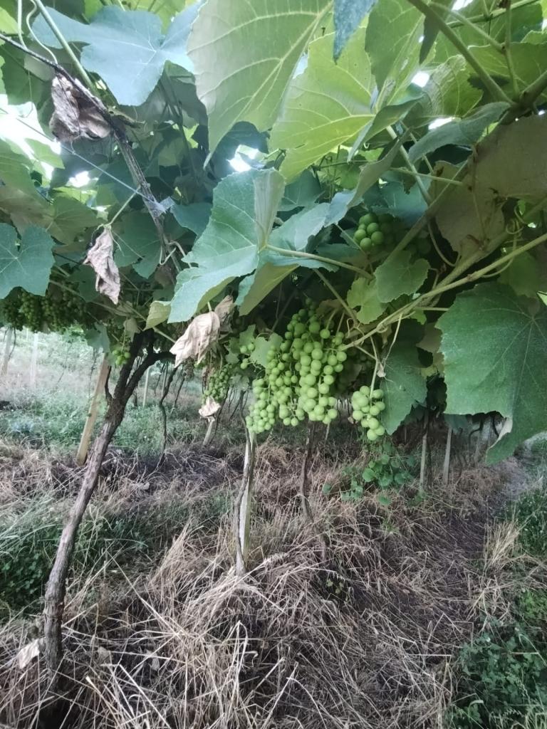 ÁREA DE TERRAS - ART1328953