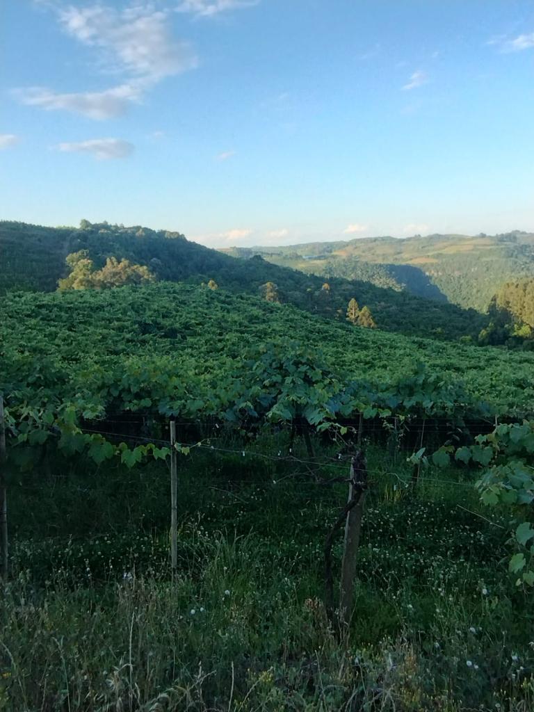 ÁREA DE TERRAS ART1328953