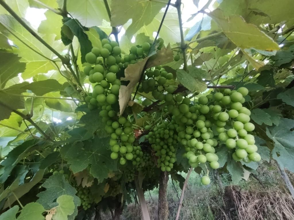 ÁREA DE TERRAS ART1328953