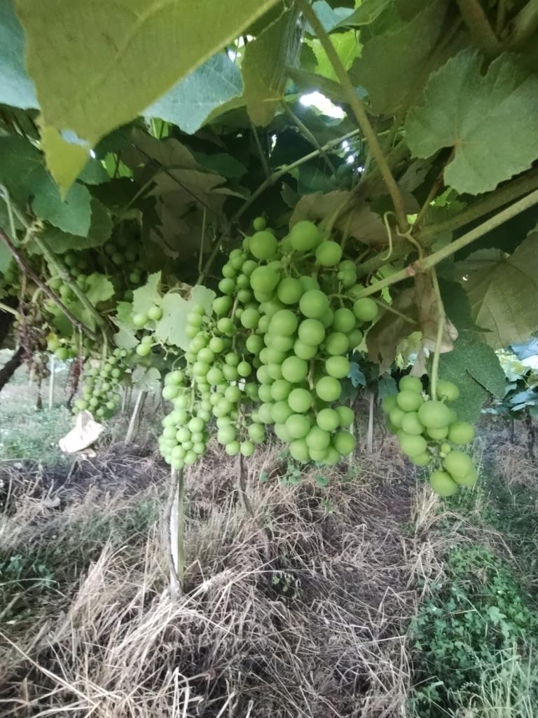 ÁREA DE TERRAS ART1328953